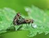 Pollenia sp.